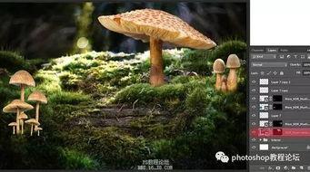 小蘑菇视频,探秘奇妙菌类世界的奇幻之旅