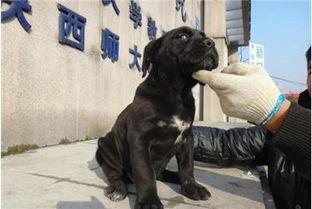 卡斯罗大头被打败视频,一场震撼的狗狗对决