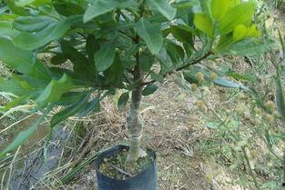 杨梅嫁接技术视频直播,掌握高效繁殖秘诀