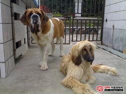 巴西菲勒vs卡斯罗视频