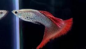 科技苑立体养鱼视频,创新养殖模式引领未来农业发展